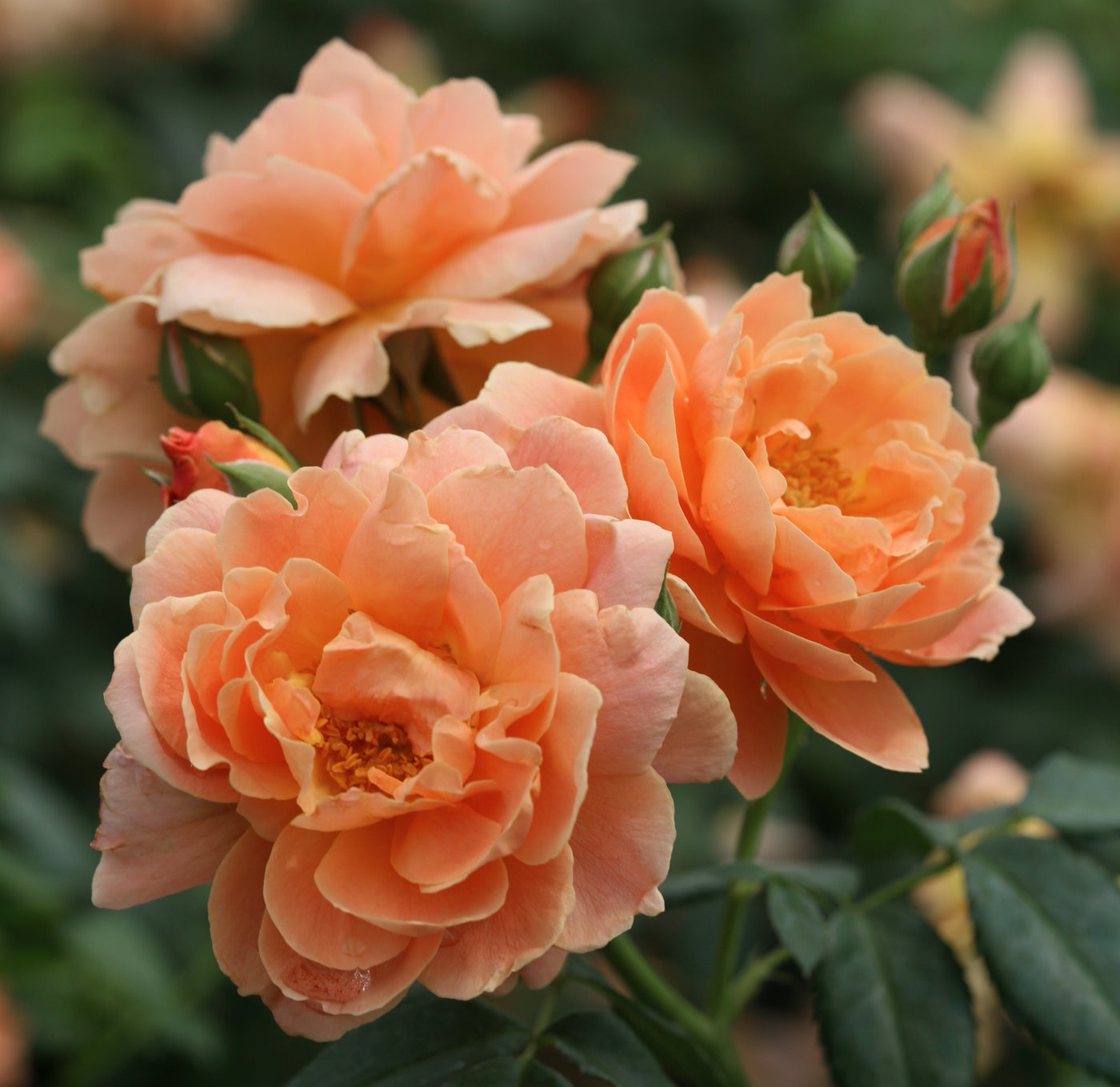 Rose shrub 'At Last' (PW)