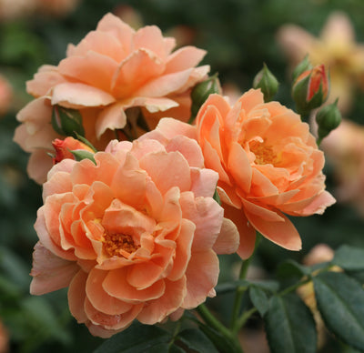 Rose shrub 'At Last' (PW)