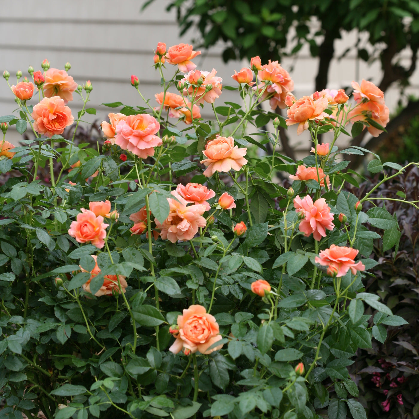 Rose shrub 'At Last' (PW)