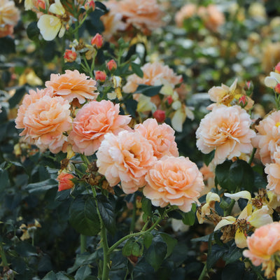 Rose shrub 'At Last' (PW)