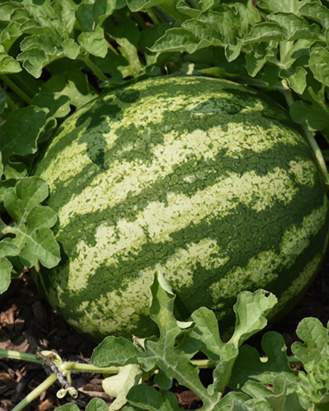 FRUIT - Watermelon - Crimson Sweet