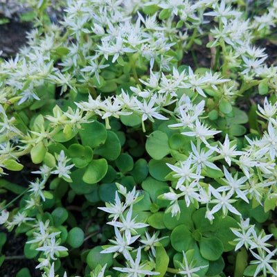 Sedum ternatum (Woodland Stonecrop) *TB*