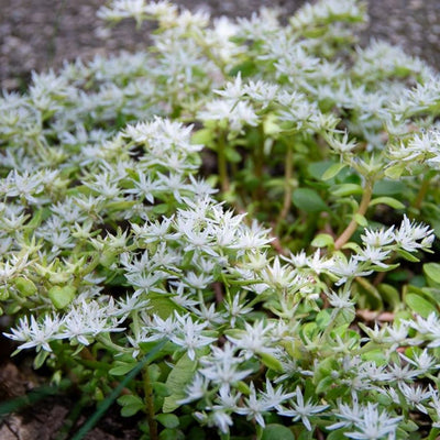 Sedum ternatum (Woodland Stonecrop) *TB*