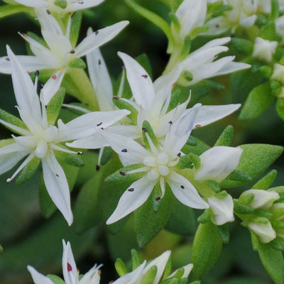 Sedum ternatum (Woodland Stonecrop) *TB*