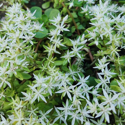 Sedum ternatum (Woodland Stonecrop) *TB*