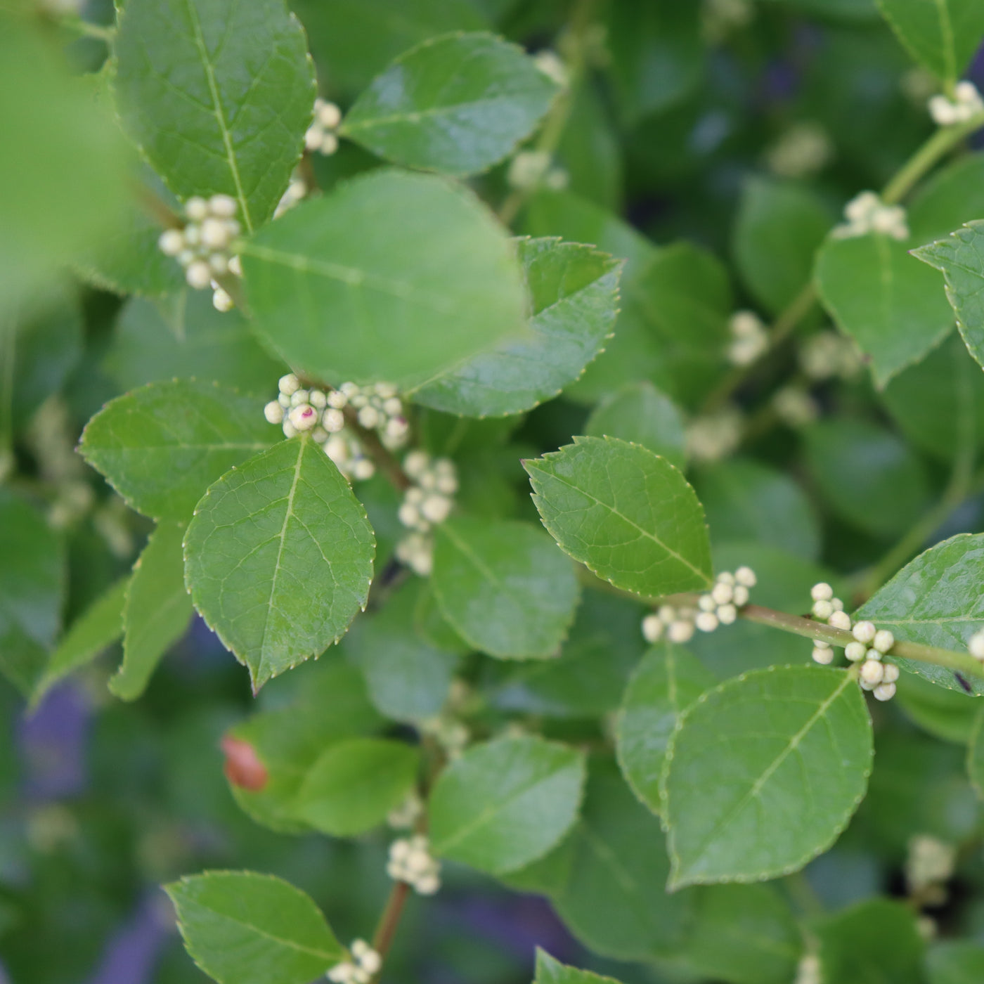 Ilex vert. 'Mr. Poppins' (PW)