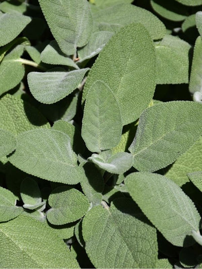 HERB - Sage