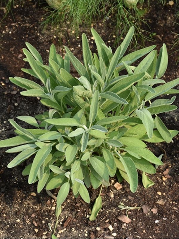 HERB - Sage