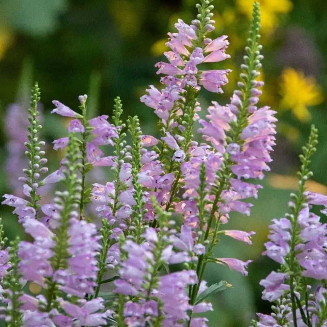 Physostegia virginiana