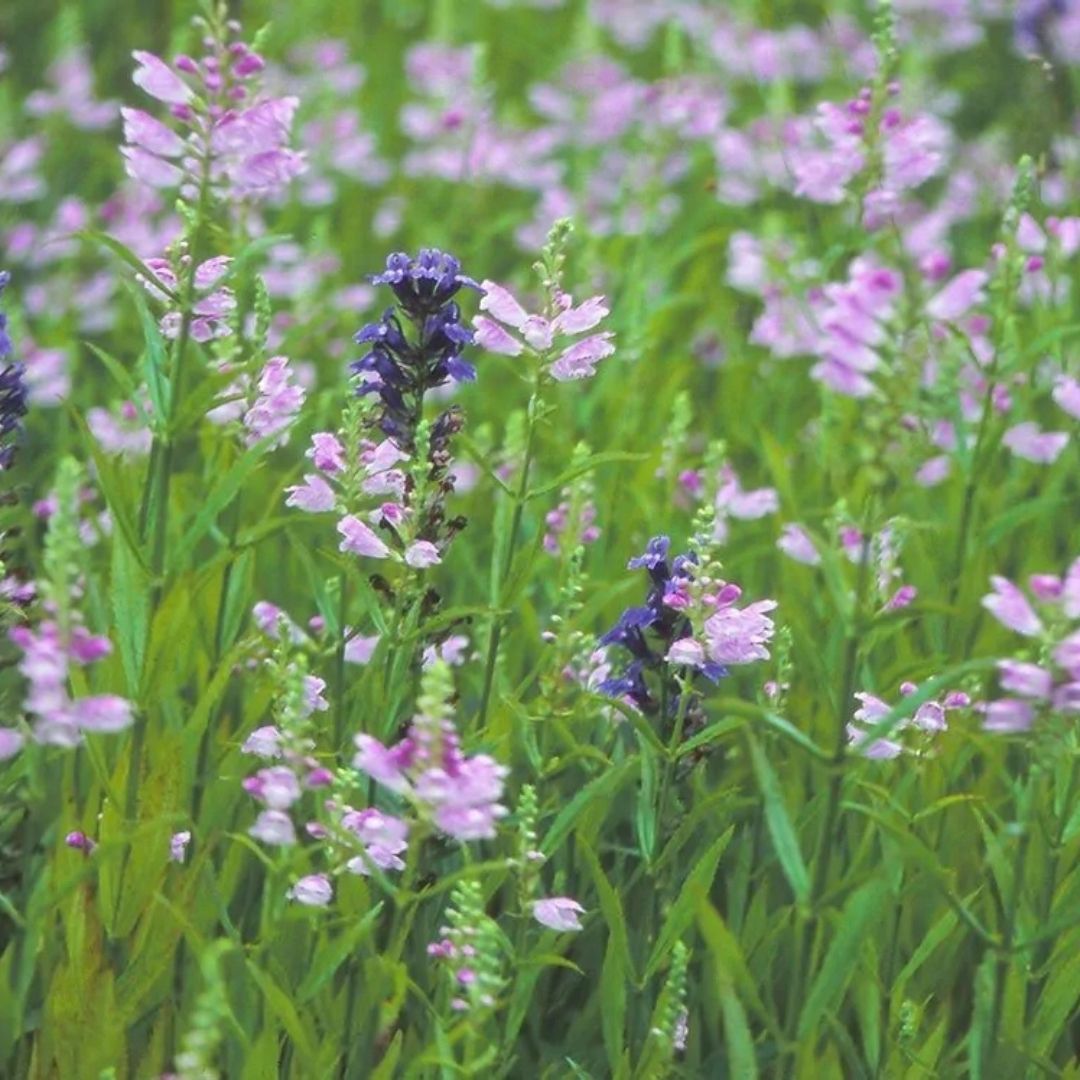 Physostegia virginiana