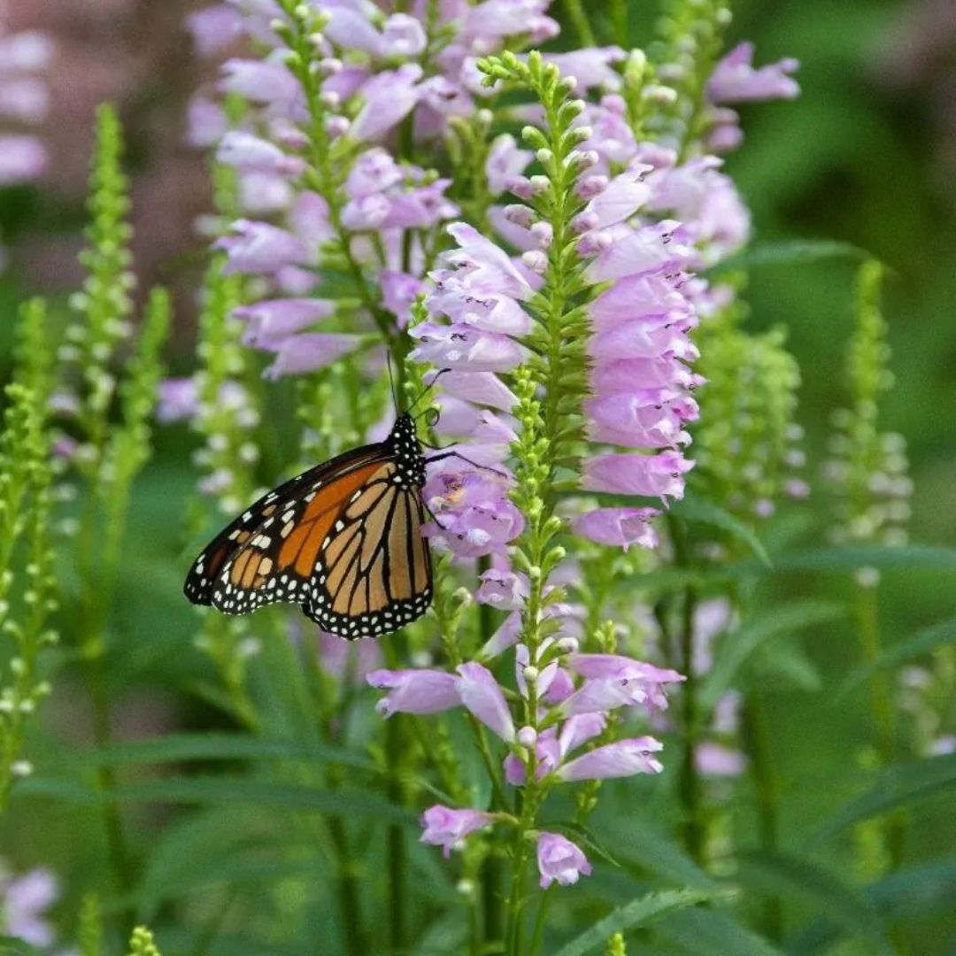 Physostegia virginiana