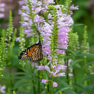 Physostegia virginiana