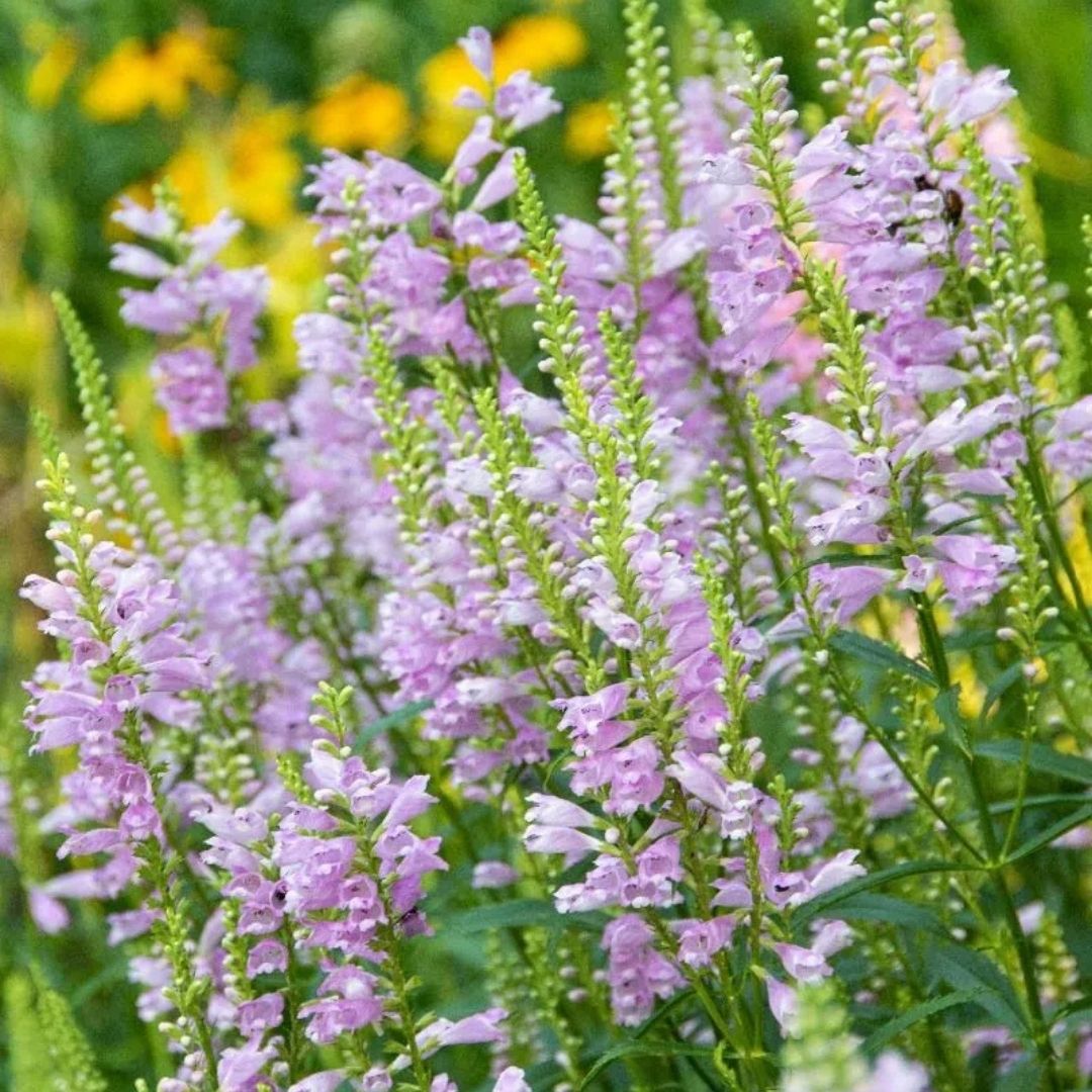 Physostegia virginiana