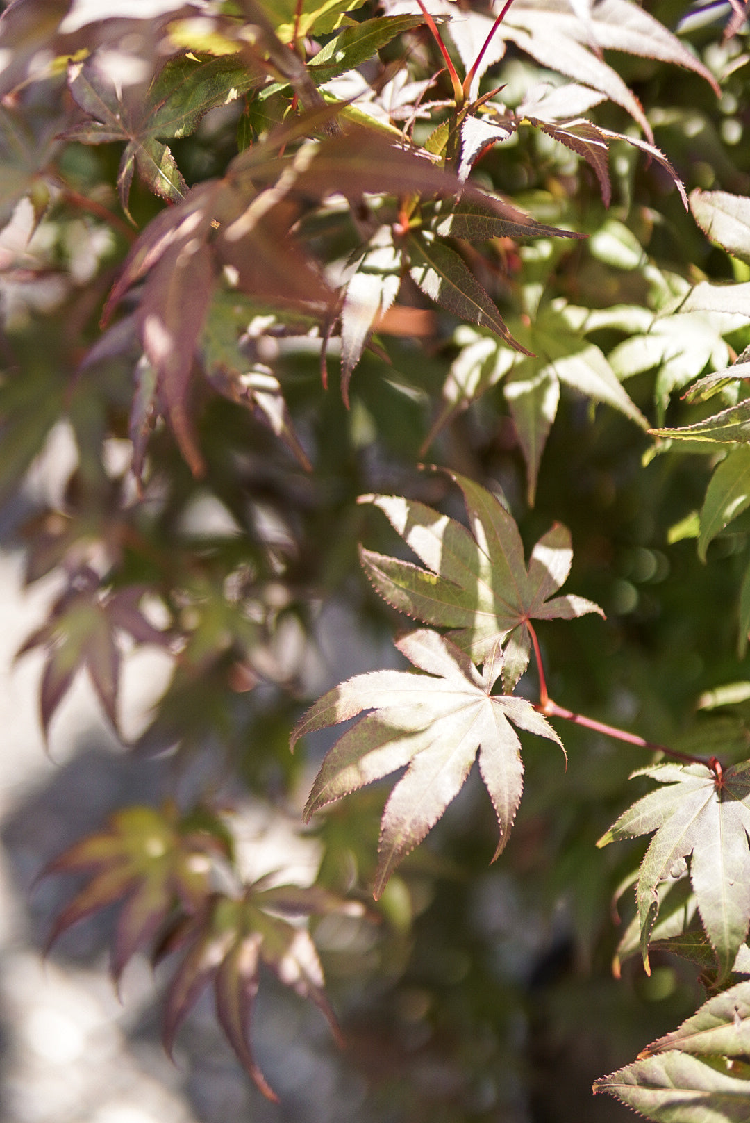 Acer pal. 'Bloodgood' 3-4' Japanese Maple Tree