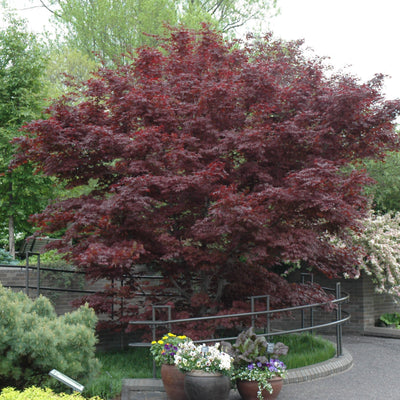 Acer pal. 'Bloodgood' 3-4' #7C