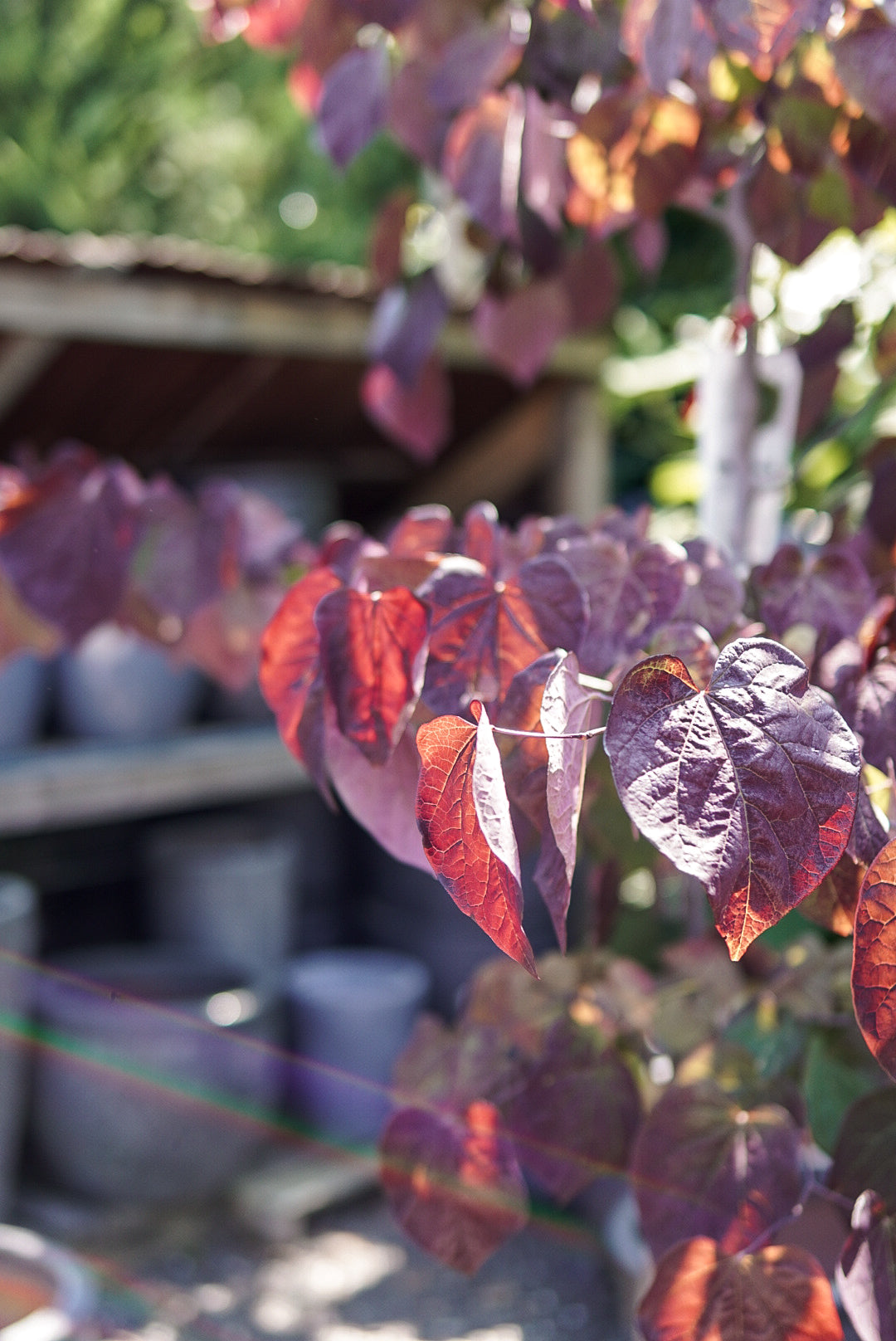 Cercis can. Black Pearl™ #10C