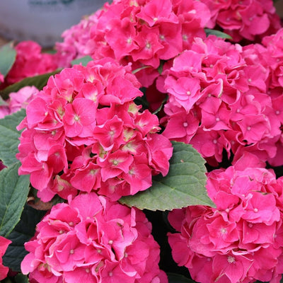 Hydrangea mac. Wee Bit Grumpy® Super Impact #3C