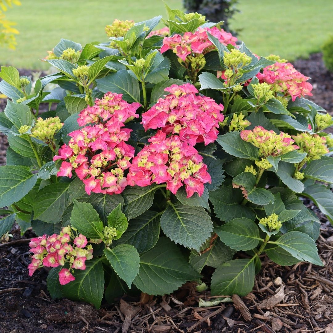 Hydrangea mac. Wee Bit Grumpy® Super Impact #3C