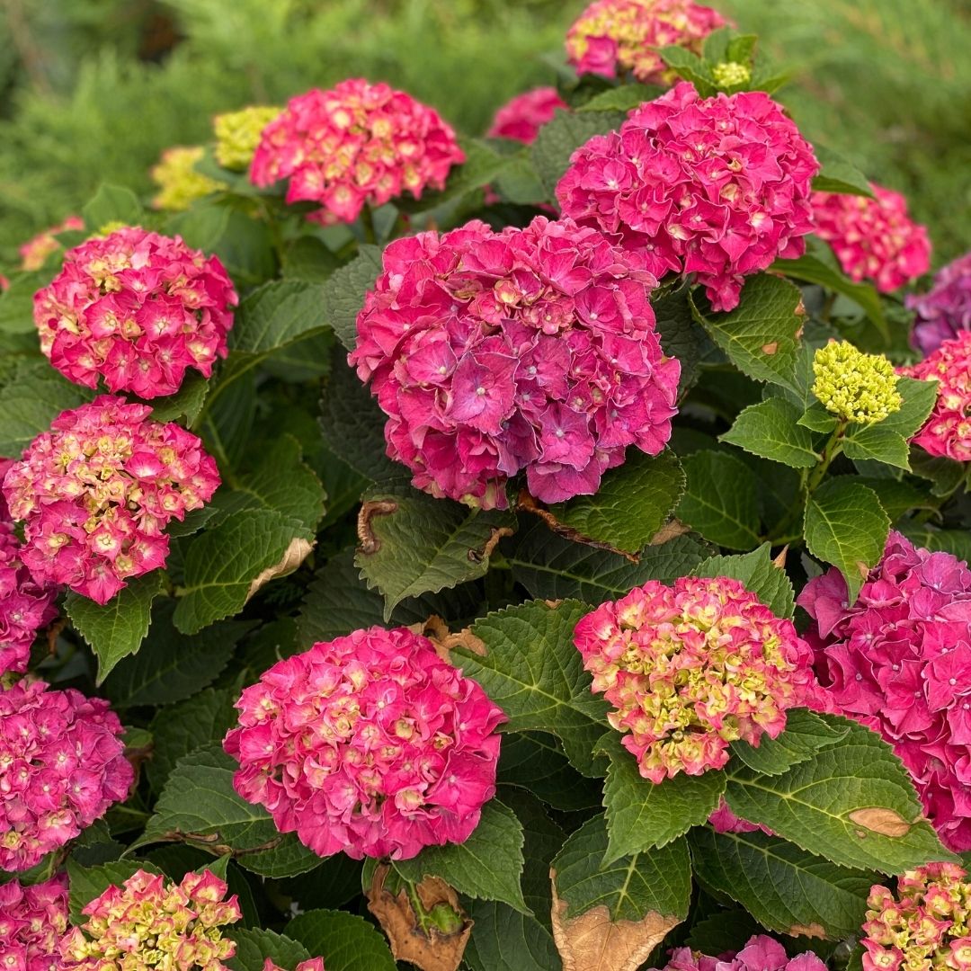 Hydrangea mac. Wee Bit Grumpy® Super Impact #3C