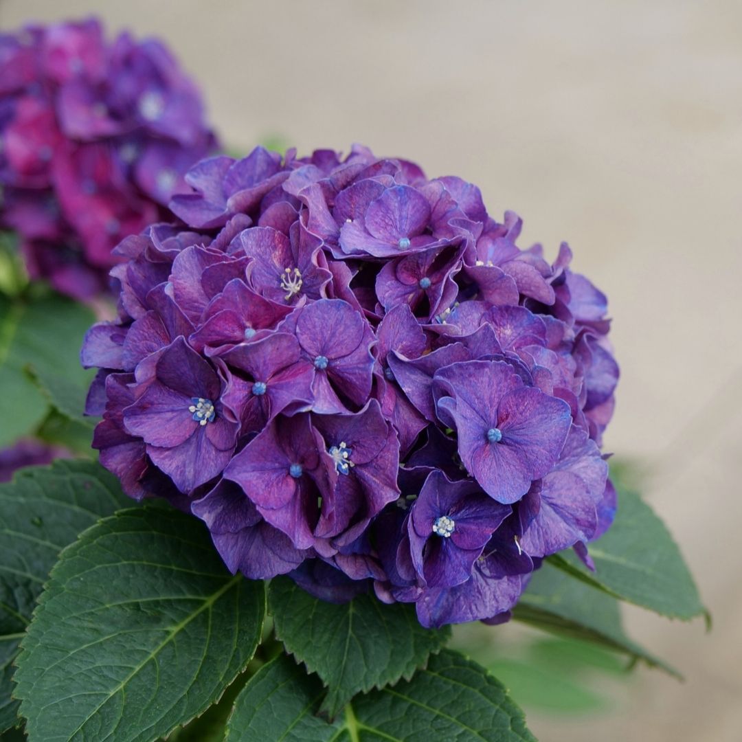 Hydrangea mac. Wee Bit Grumpy® Super Impact #3C