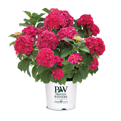 Hydrangea mac. Wee Bit Grumpy® Super Impact #3C