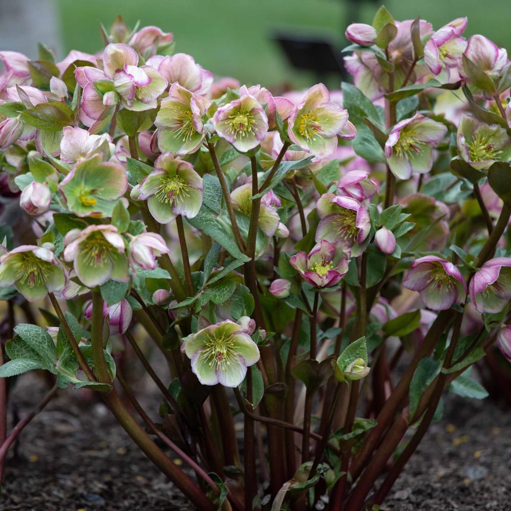 Helleborus Frostkiss® Glenda's Gloss® #1.5C