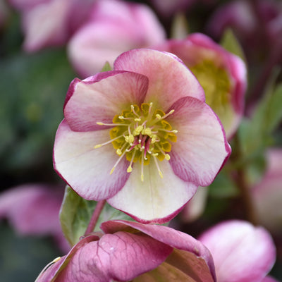 Helleborus Frostkiss® Glenda's Gloss® #1.5C