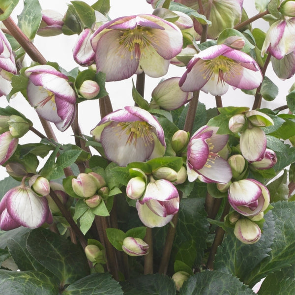 Helleborus Frostkiss® Glenda's Gloss® #1.5C