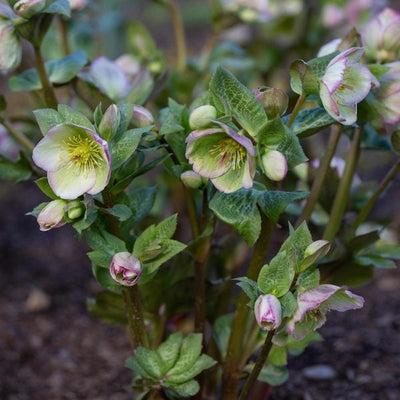 Helleborus Frostkiss® Glenda's Gloss® #1.5C