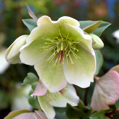 Helleborus Frostkiss® Molly's White #1.5C