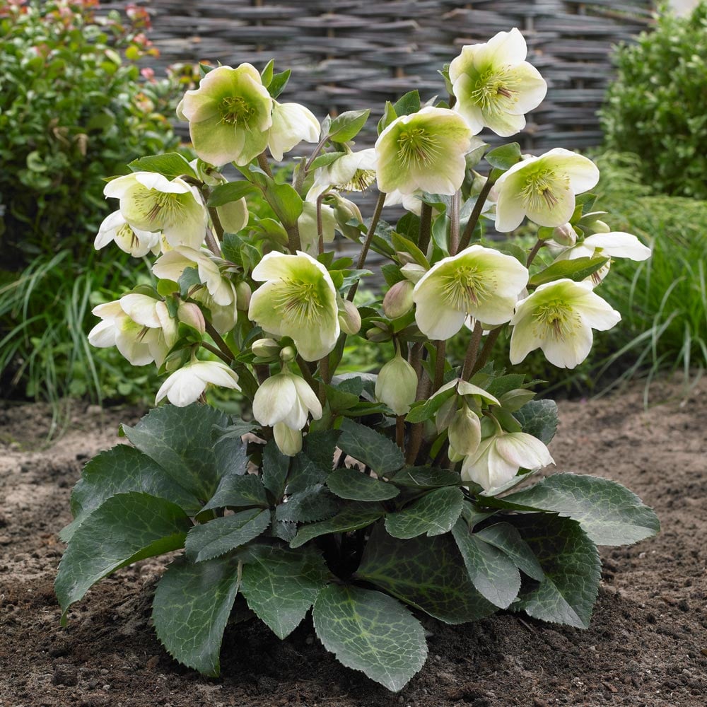 Helleborus Frostkiss® Molly's White #1.5C