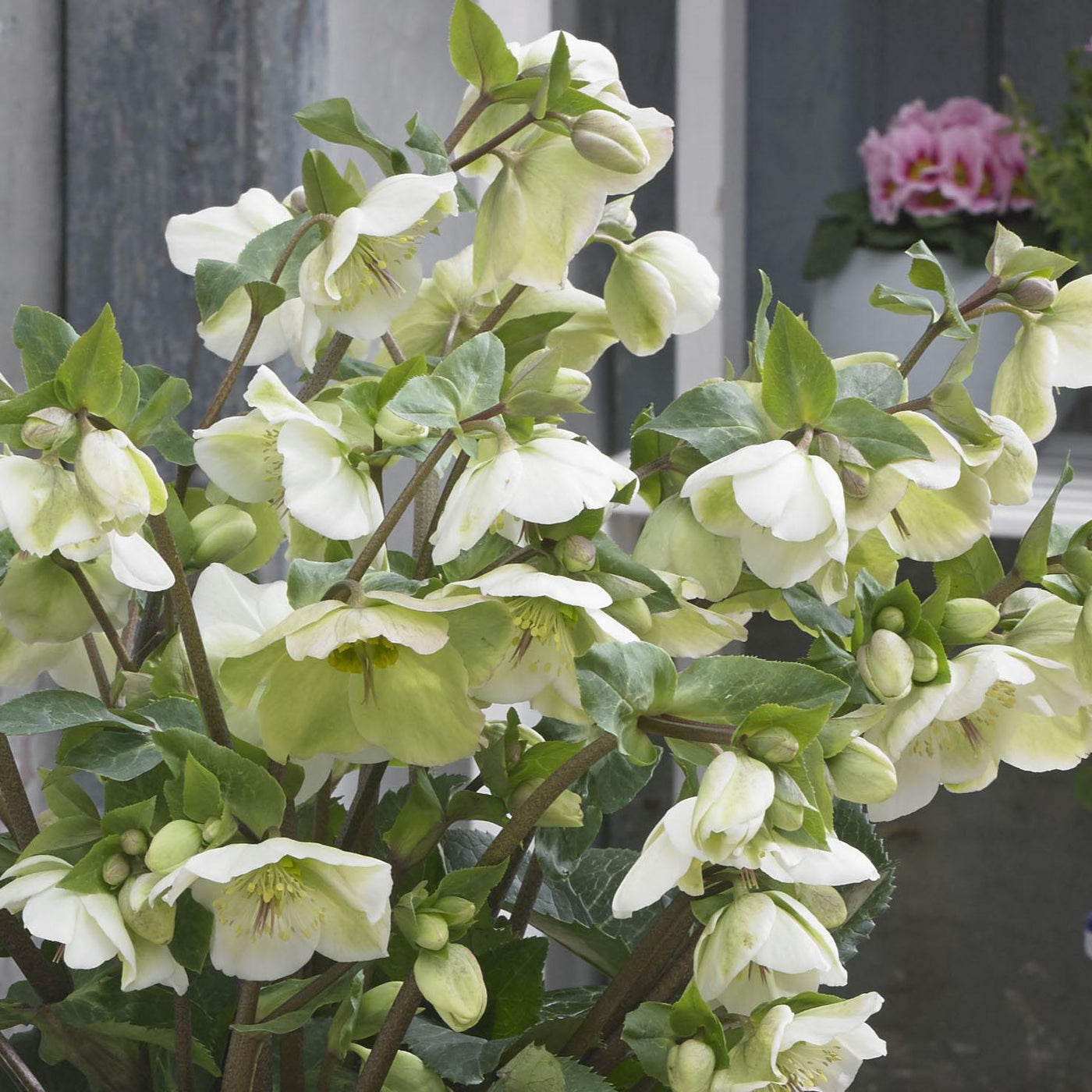 Helleborus Frostkiss® Molly's White #1.5C