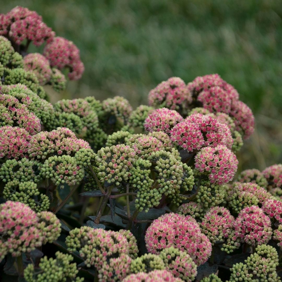 Sedum Rock 'n Grow® 'Coraljade'