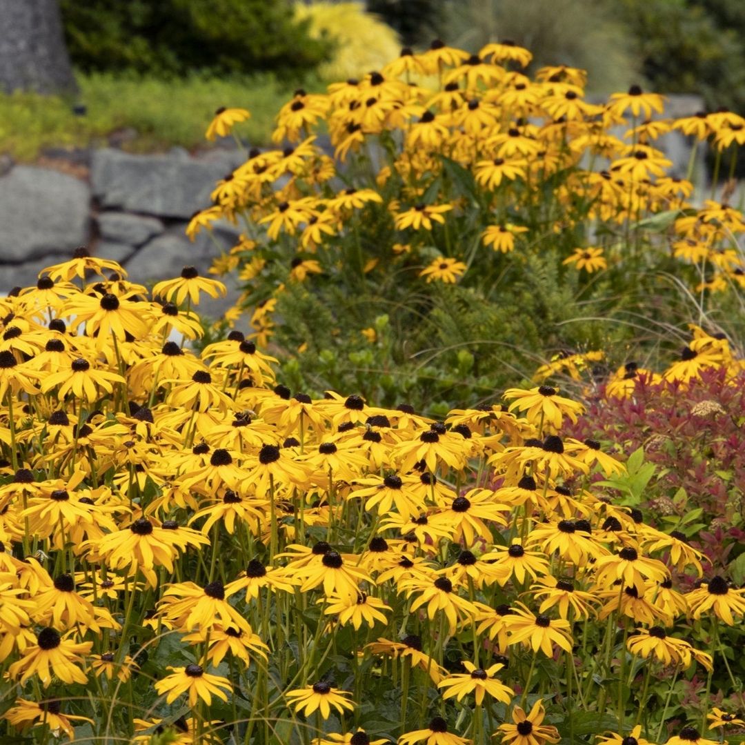 Rudbeckia 'Goldsturm' (Black Eyed Susan)