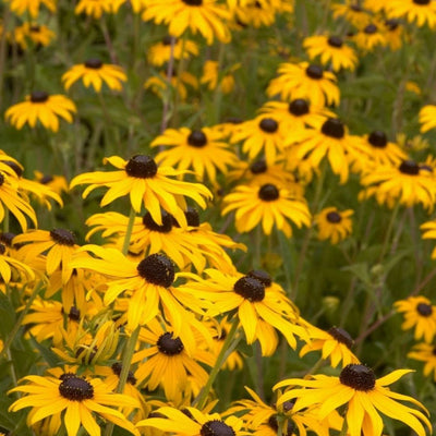 Rudbeckia 'Goldsturm' (Black Eyed Susan)