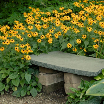 Rudbeckia 'Goldsturm' (Black Eyed Susan)