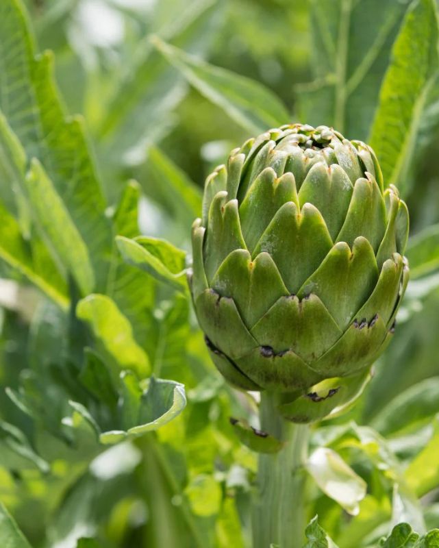 VEG - Artichoke 'Imperial Star'