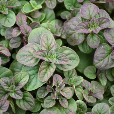 HERB - Oregano