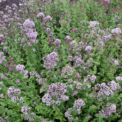 HERB - Oregano