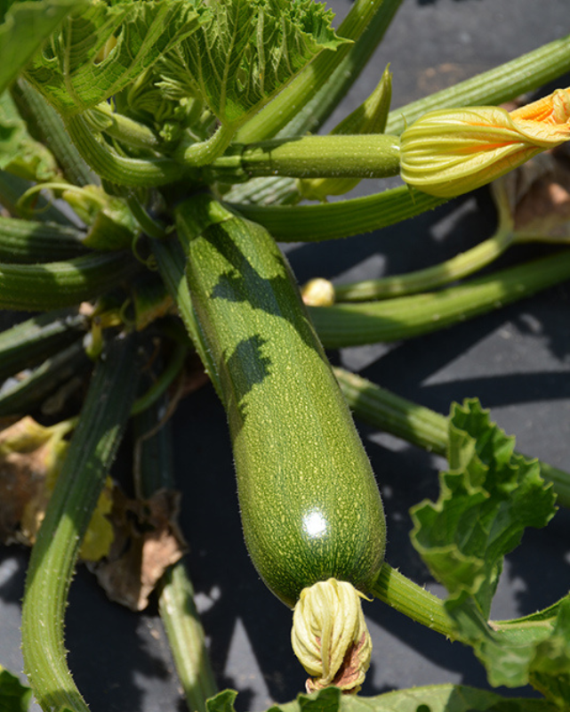 VEG - Squash - Zucchini 'Aristocrat'