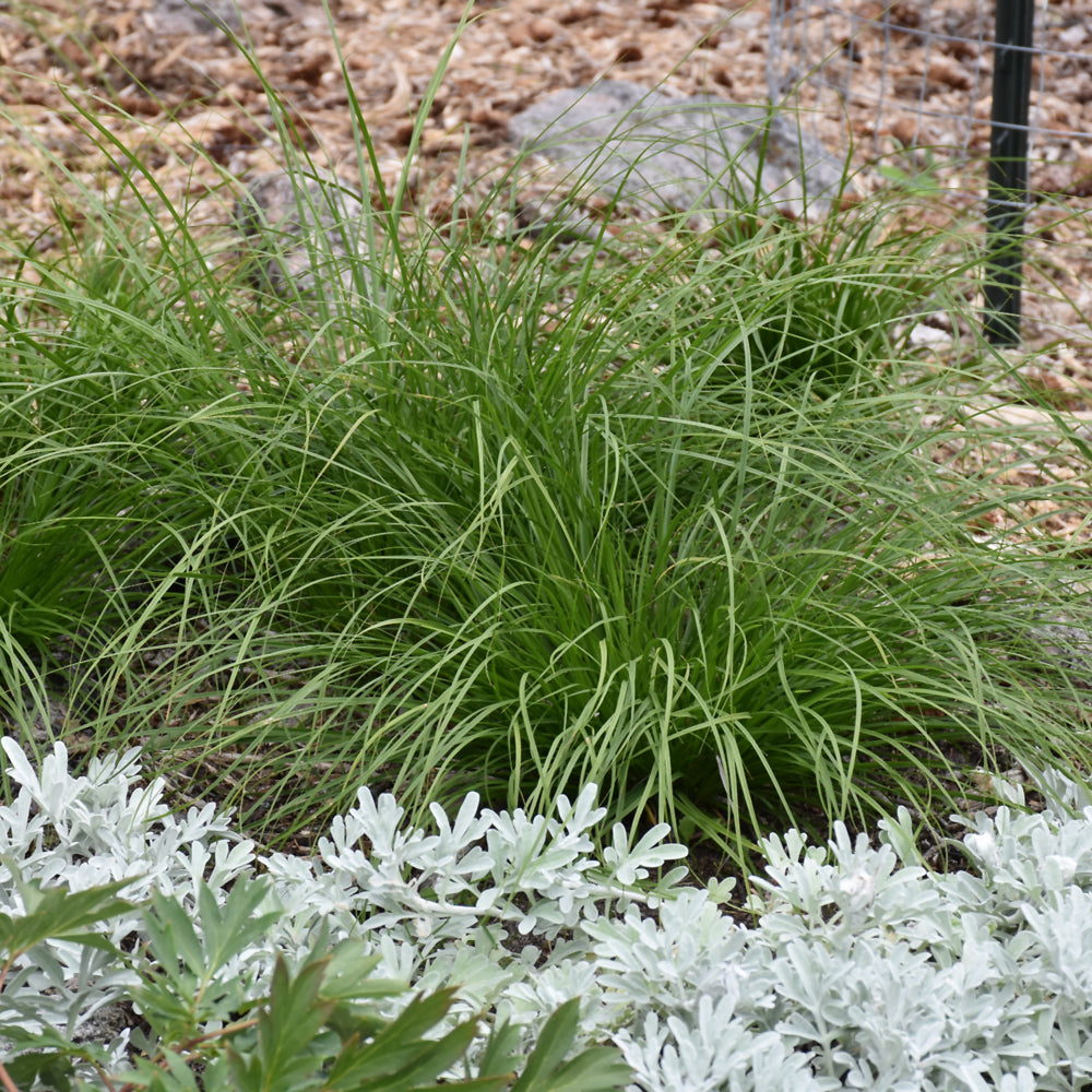 Grass - Carex appalachica (Appalachian Sedge) *TB*