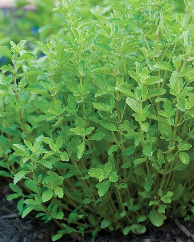 HERB - Marjoram