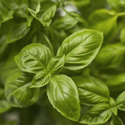 HERB - Basil - Sweet