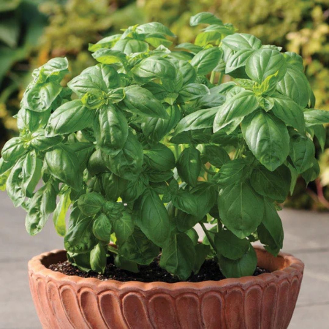 HERB - Basil - Sweet