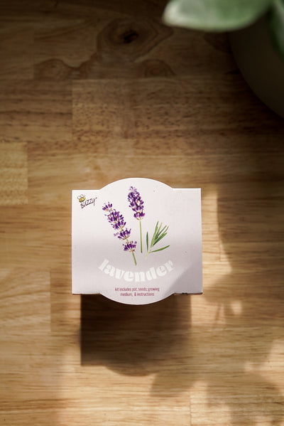 Organic Lavender Terracotta Grow Kit