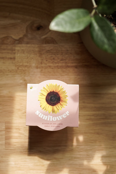 Organic Sunflower Terracotta Grow Kit