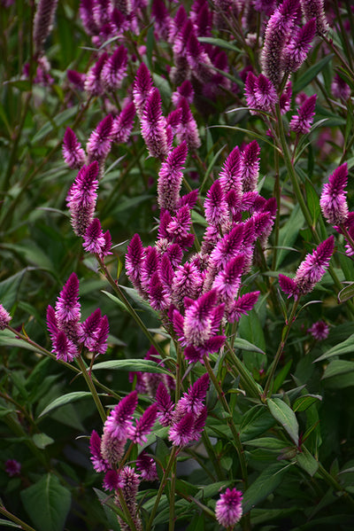 Celosia, Intenz #9