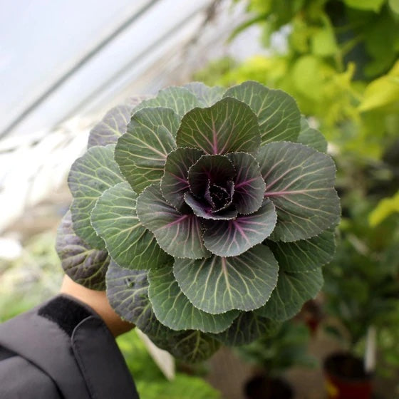 Cabbage, Pigeon Red #6