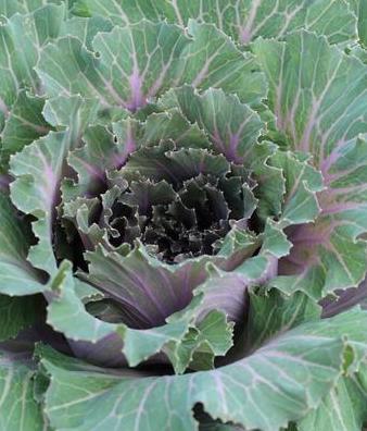 Cabbage, Pigeon Pink #9