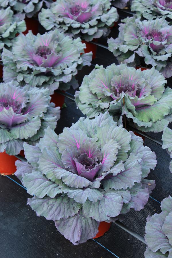 Cabbage, Pigeon Red #9